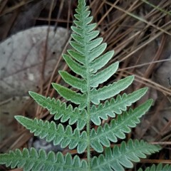 Pteridium feei