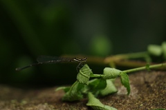 Prodasineura croconota