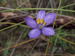 Cheiranthera alternifolia