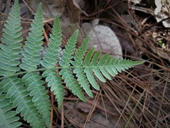 Pteridium feei