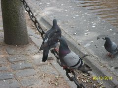 Columba livia domestica