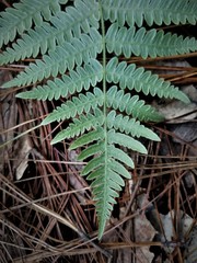 Pteridium feei