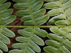 Pteridium feei