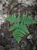 Pteridium feei - Photo (c) Hermann Jesús Cortés Blobaum, some rights reserved (CC BY-NC), uploaded by Hermann Jesús Cortés Blobaum