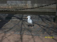 Larus argentatus