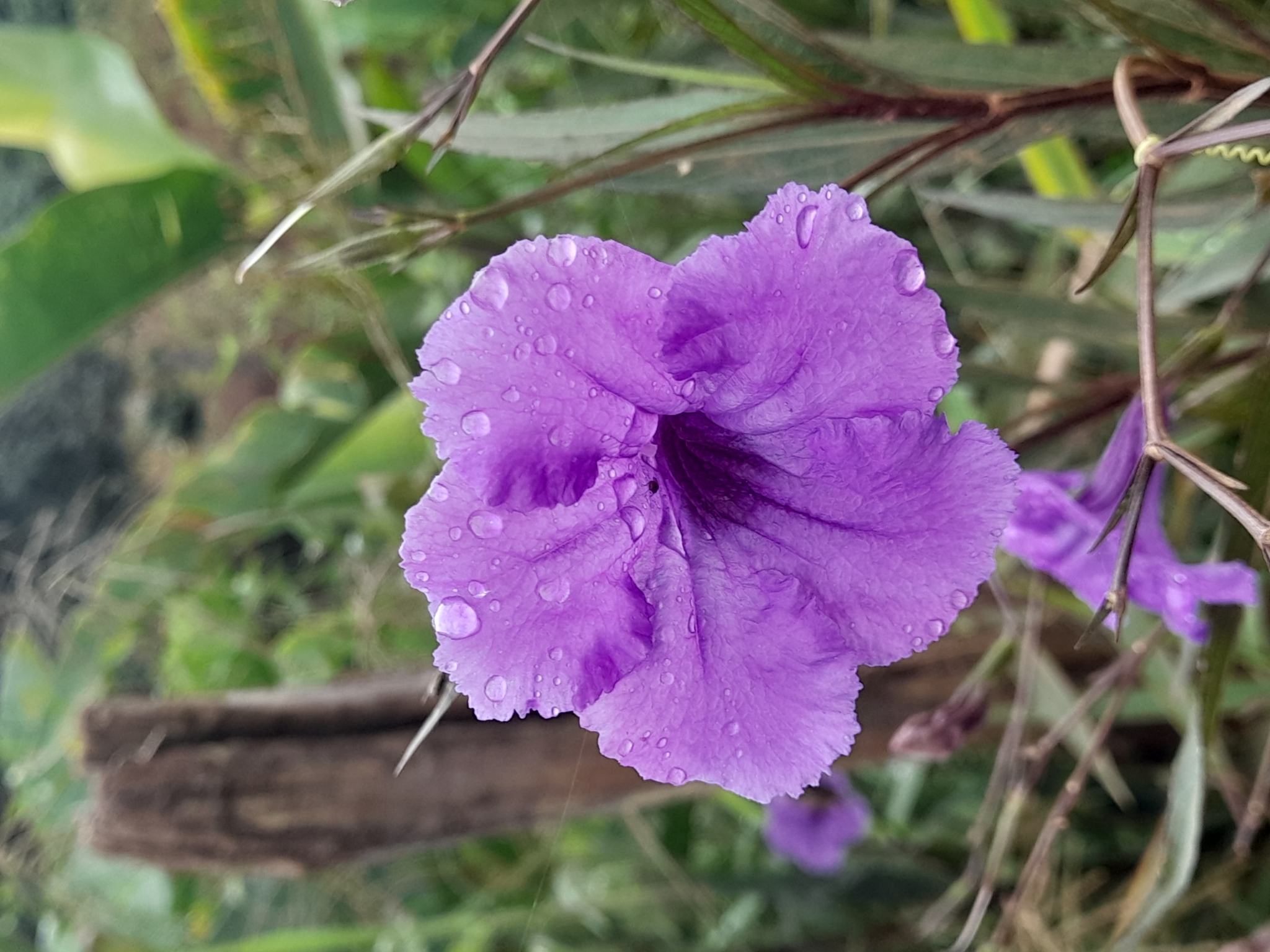 Ruellia simplex