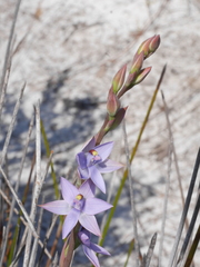 Thelymitra malvina