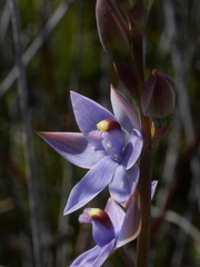 Thelymitra malvina