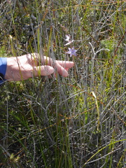 Thelymitra malvina