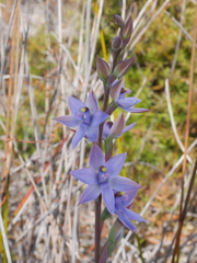 Thelymitra malvina
