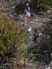 Thelymitra malvina