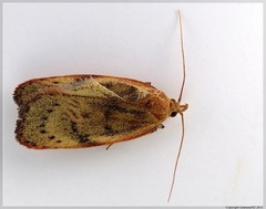 Phaeosaces coarctatella
