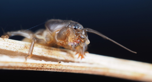 European Mole Cricket