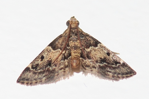 Tropical Meal Moth