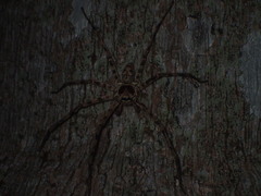 Araneae