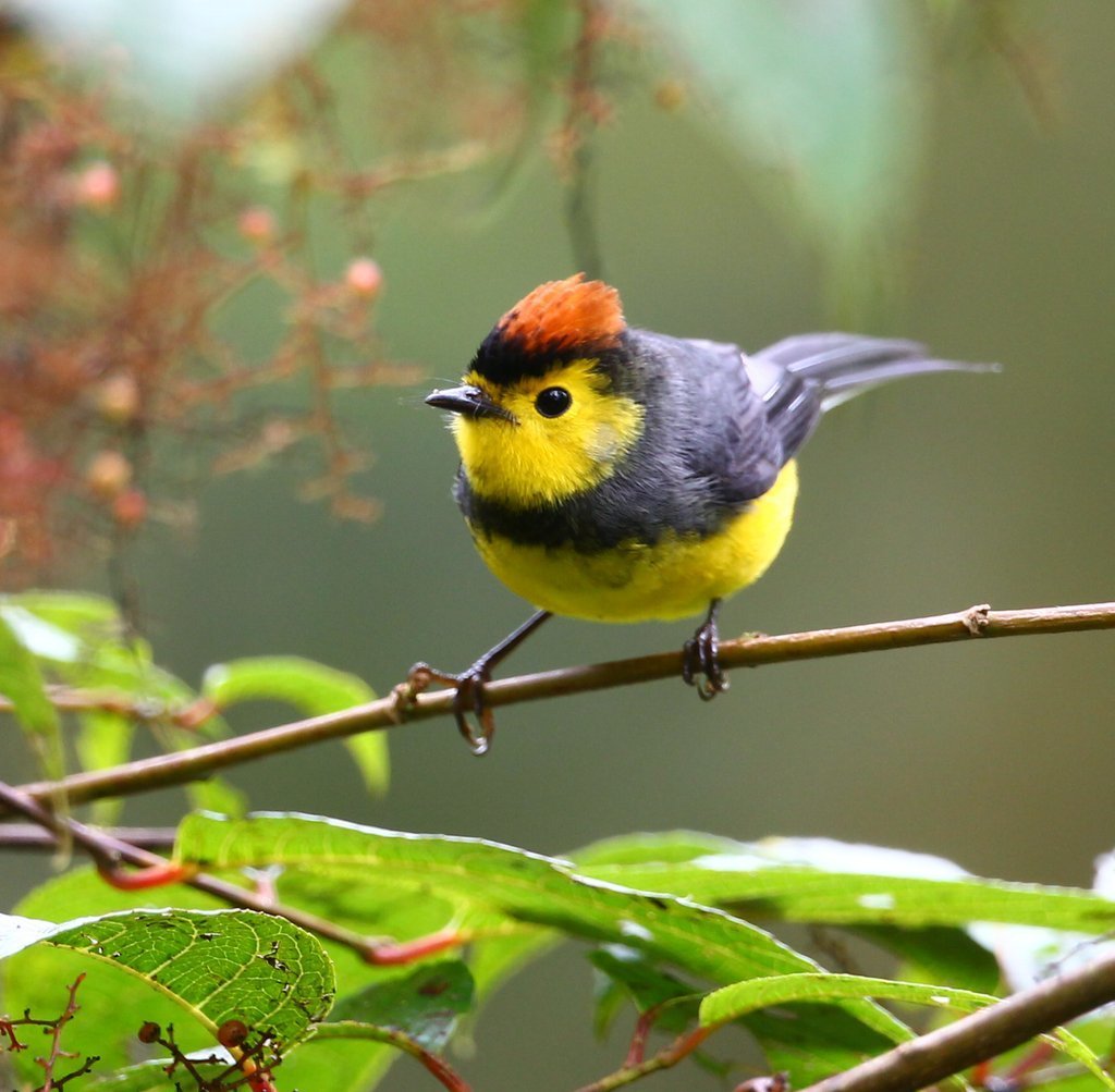 Collared Redstart (AVES DE OROSI Y TAPANTI) · iNaturalist