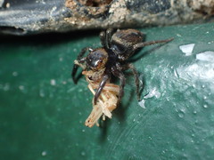 Hasarius adansoni