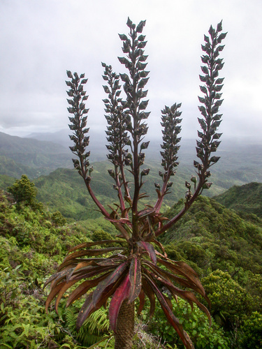 Lobelia wahiawa