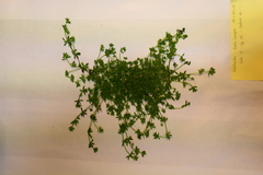 Galium murale