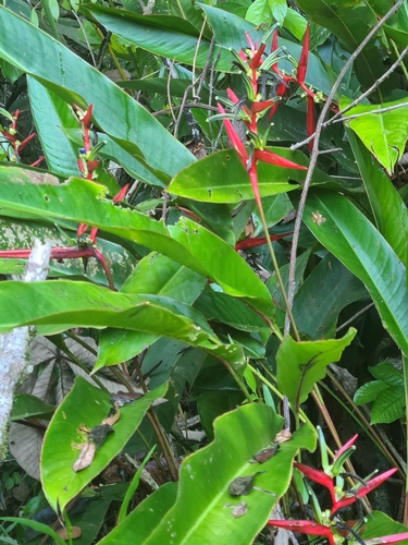 Image of Heliconia acuminata by no rights reserved