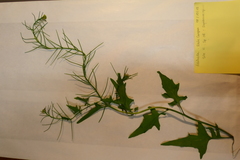 Sisymbrium erysimoides