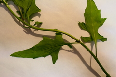 Sisymbrium erysimoides