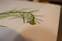 Sisymbrium erysimoides