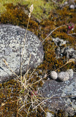 Poa maniototo
