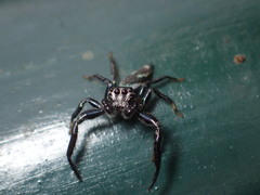 Araneae