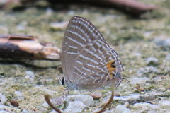 Jamides celeno aelianus