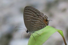 Jamides celeno aelianus