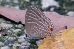 Jamides celeno aelianus