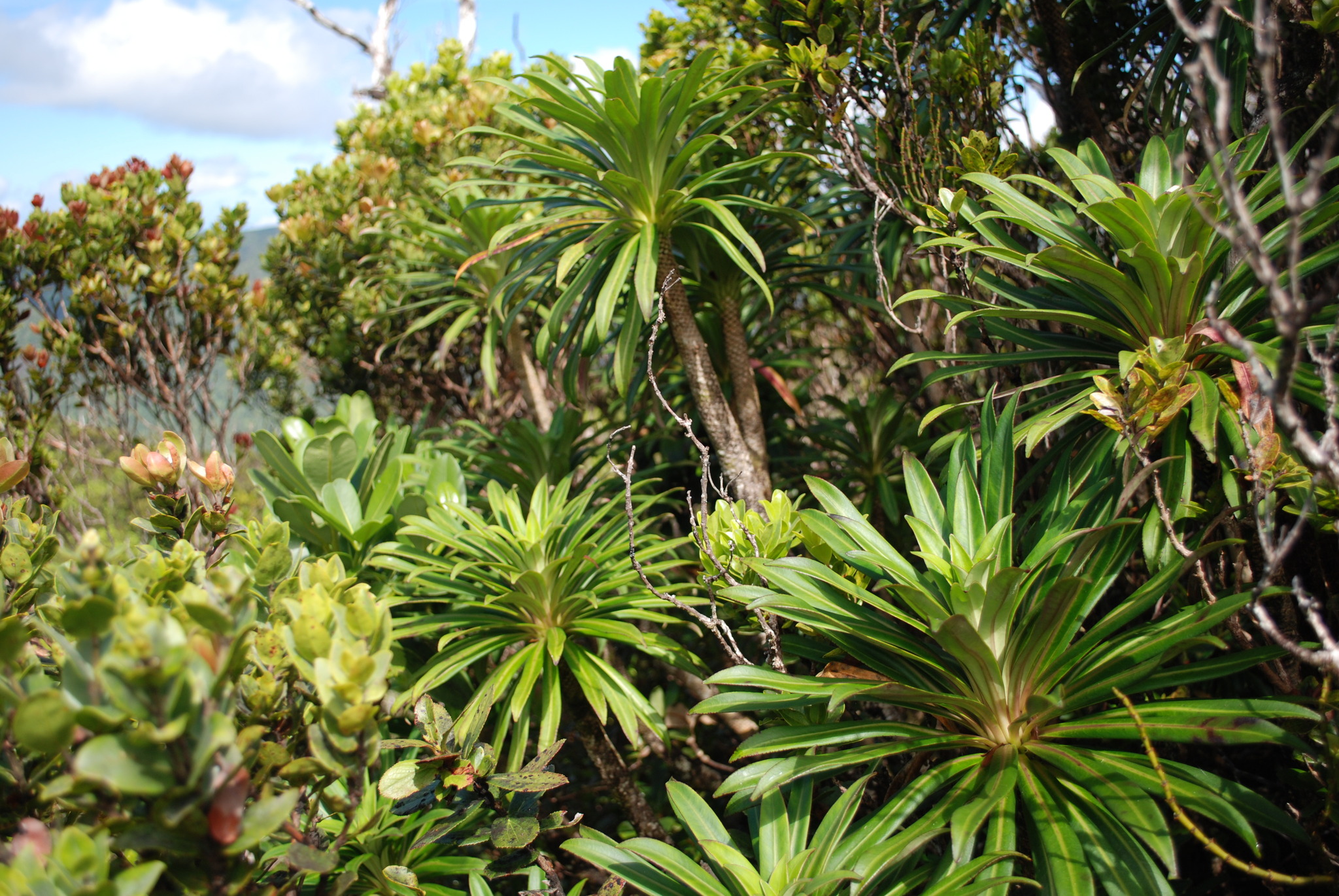 Lobelia wahiawa