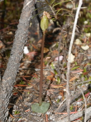 Corybas rotundifolius