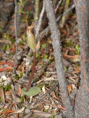 Corybas rotundifolius