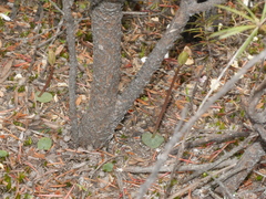 Corybas rotundifolius