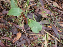 Smilax australis