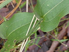 Smilax australis