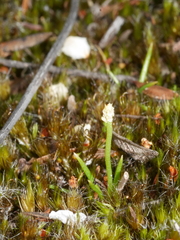 Phylloglossum drummondii