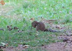 Euxerus erythropus