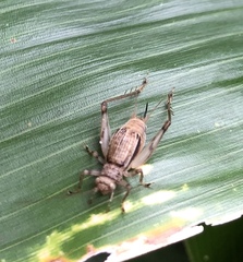 Svistella bifasciata