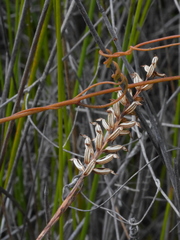 Genoplesium pumilum