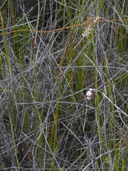 Genoplesium pumilum