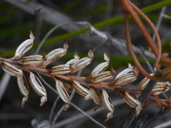Genoplesium pumilum