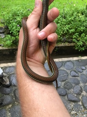 Dendrelaphis caudolineatus