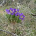 Cheiranthera alternifolia - Photo (c) Ralph Foster, μερικά δικαιώματα διατηρούνται (CC BY-NC)
