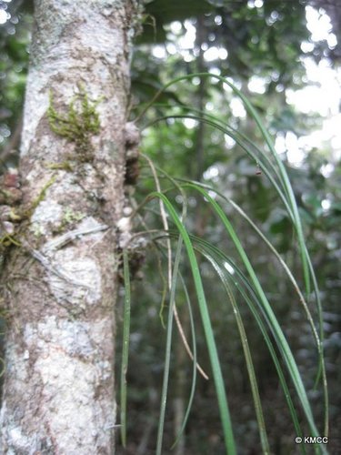 Bulbophyllum image