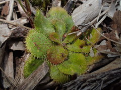 Drosera whittakeri