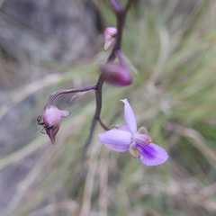 Eulophia livingstoneana