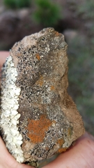 Rhizocarpon reductum